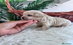 Maltipoo perros en venta: MALTIPOO MACHO - Imagen 17