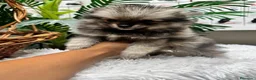 Pomerania perros en venta: POMERANIA  - Anuncio 10