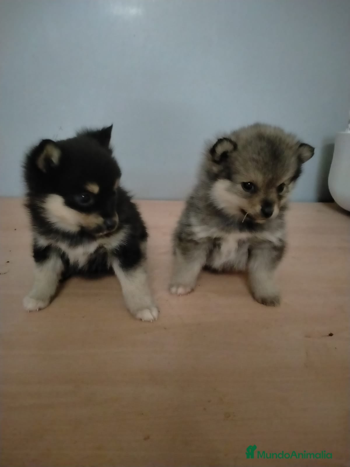 Pomsky perros Pomsky Hembras - Anuncio 1