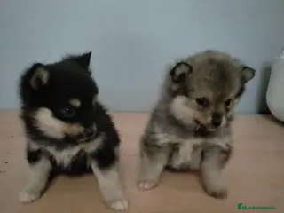Pomsky perros Pomsky Hembras - Anuncio 2