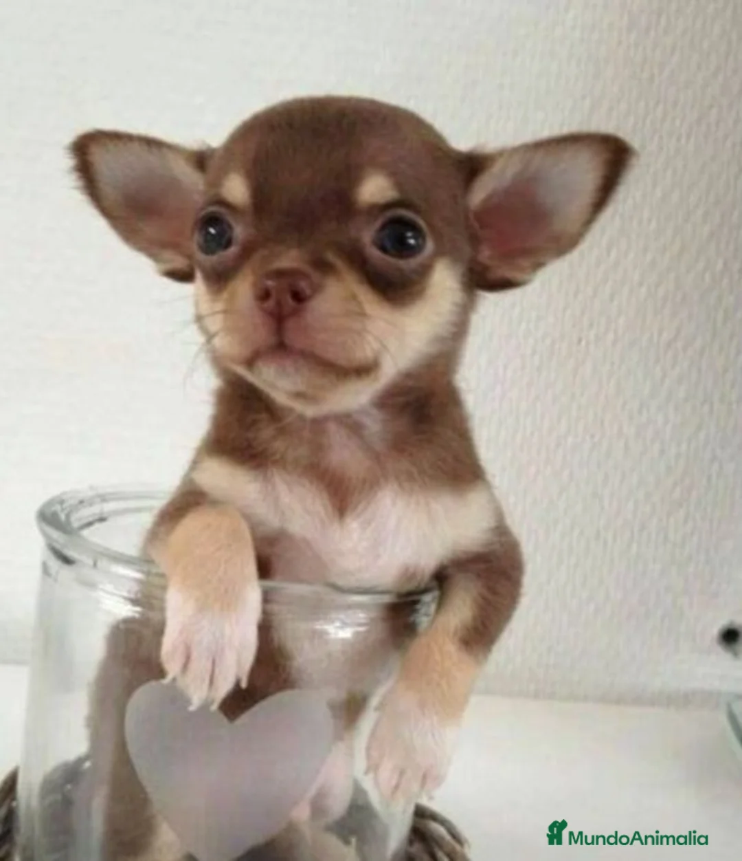 Chihuahua perros en venta: Chihuahua 616121781 - Anuncio 1