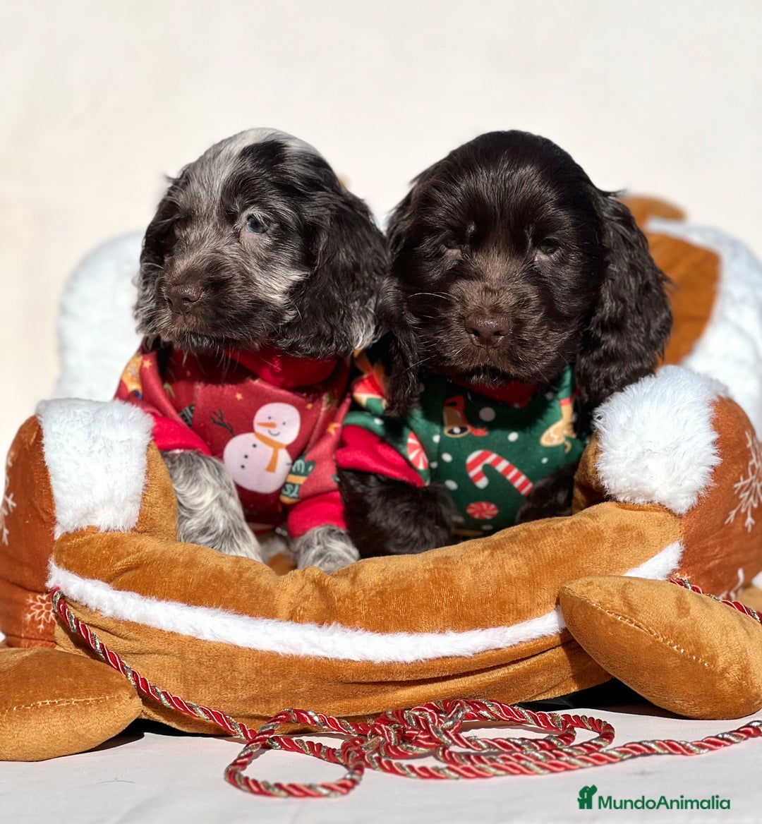 Cocker Spaniel Inglés perros en venta: PRECIOSA RUANA CHOCOLATE DISPONIBLE - Anuncio 2