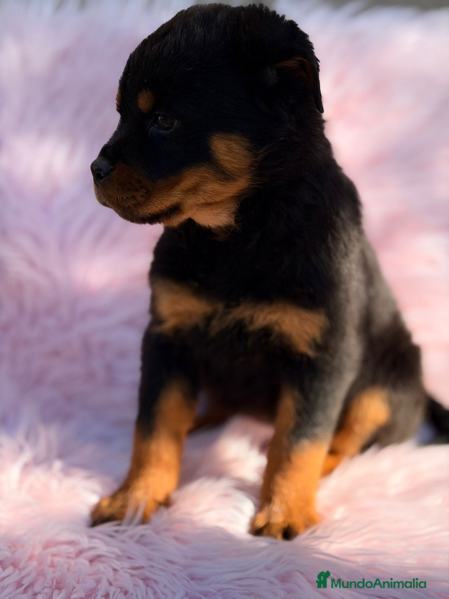 Rottweiler perros ROTTWEILER EXCELENTE LINEA - Anuncio 4