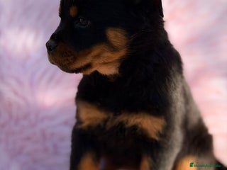 Rottweiler perros ROTTWEILER EXCELENTE LINEA - Anuncio 1