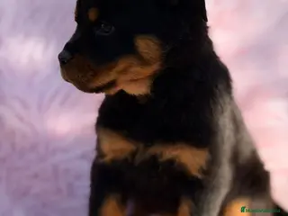 Rottweiler perros ROTTWEILER EXCELENTE LINEA - Anuncio 6