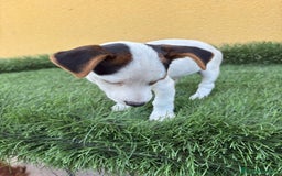 Jack Russell Terrier perros en venta: Jack russell macho tricolor  - Imagen 8