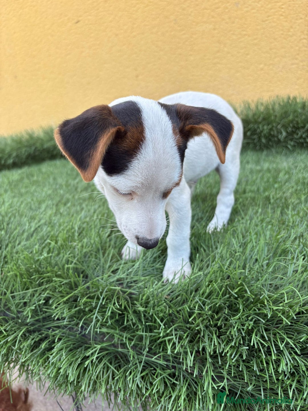 Jack Russell Terrier perros en venta: Jack russell macho tricolor  - Imagen 8