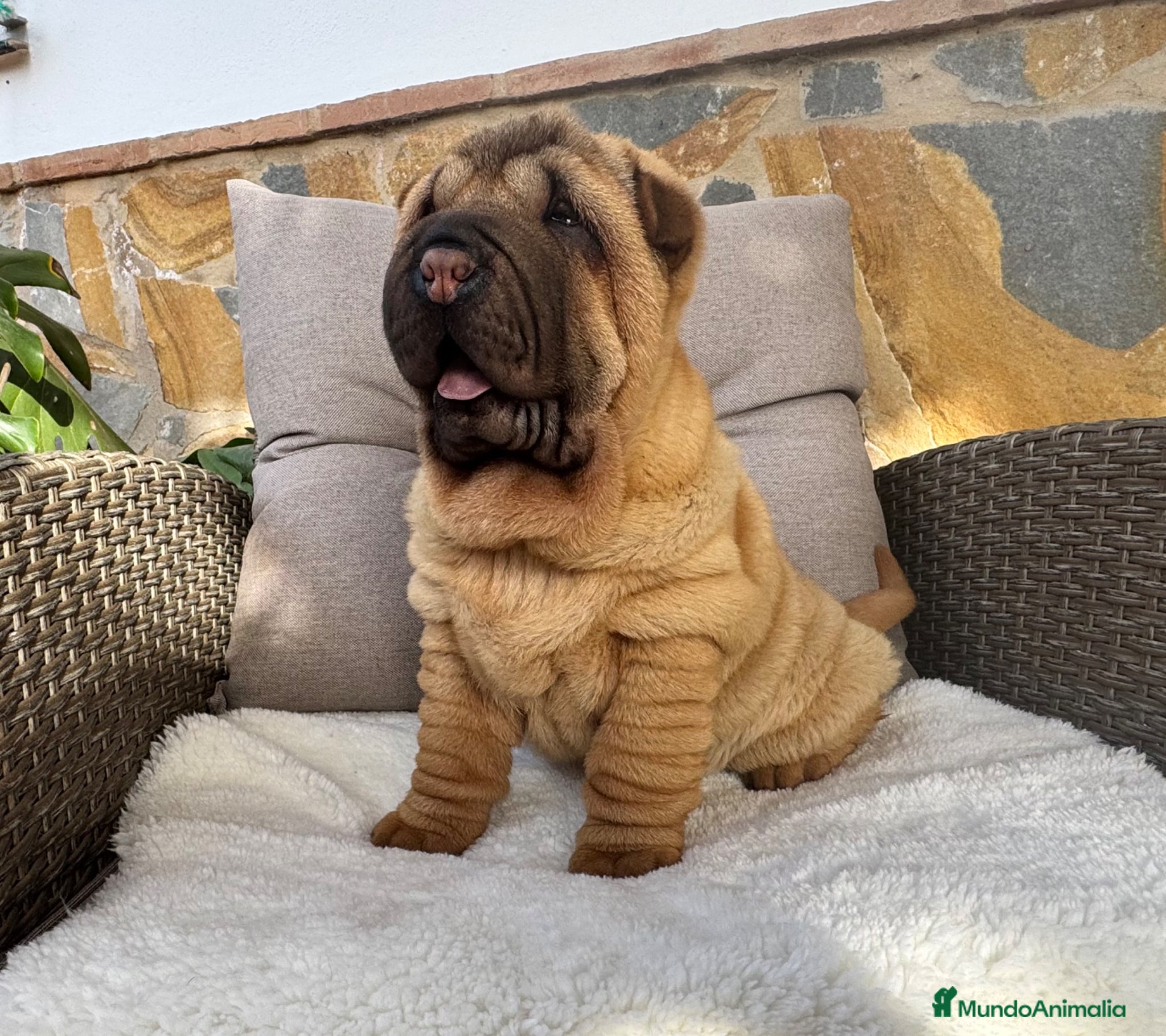 Shar Pei perros Bebés Shar Pei máxima calidad  - Anuncio 2
