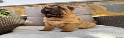 Shar Pei perros en venta: Bebés Shar Pei máxima calidad  - Anuncio 2