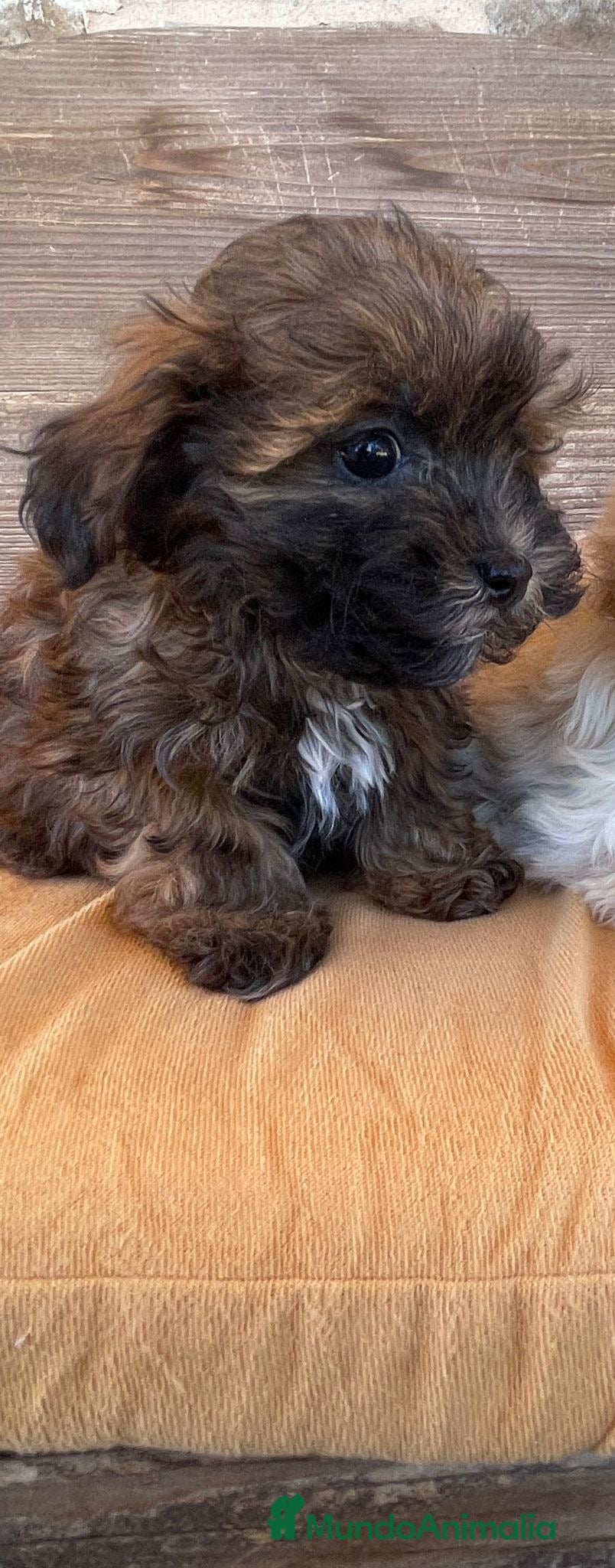 Maltipoo perros Maltipoo listos para entregar!! - Anuncio 3