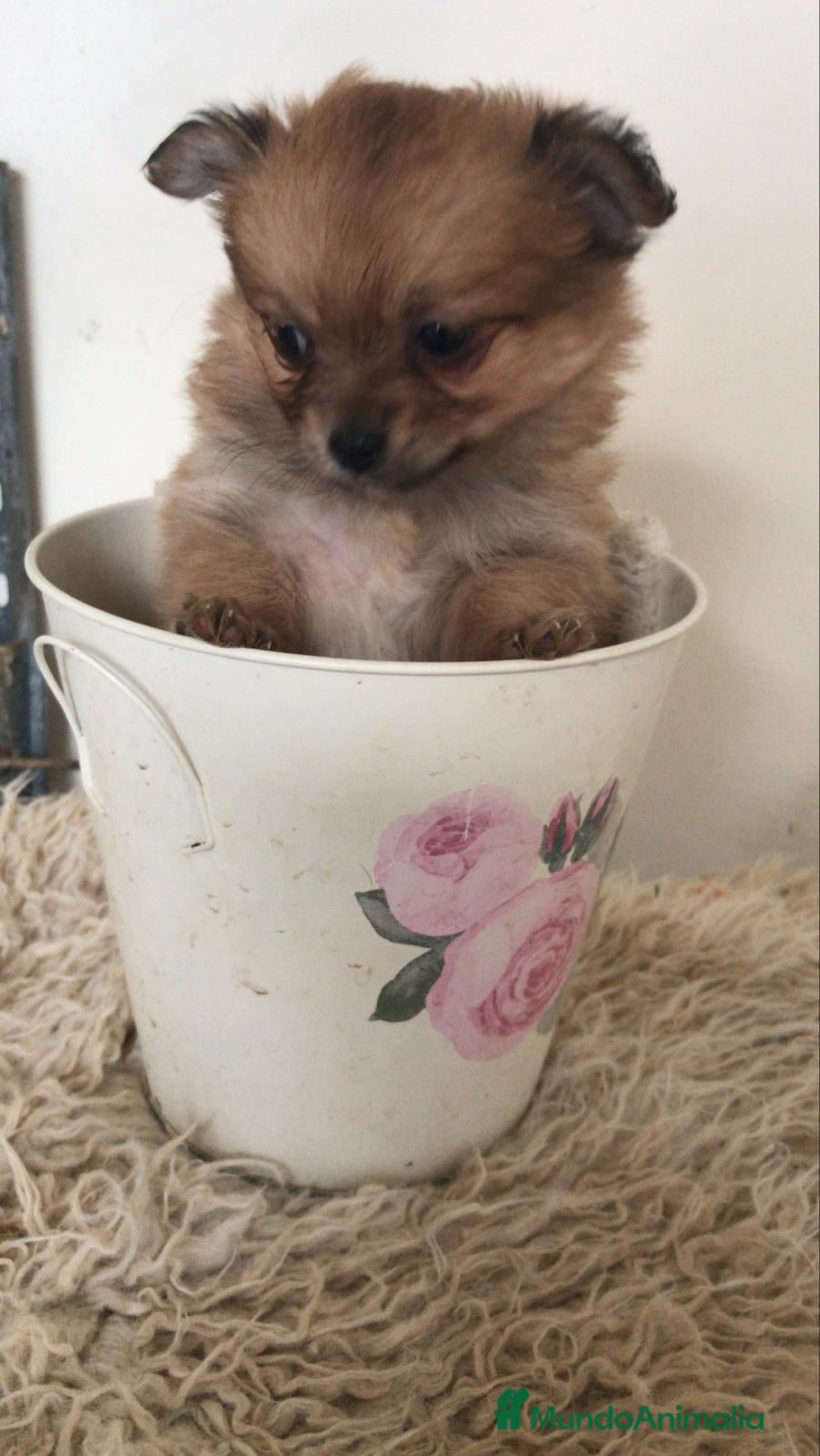 Pomchi perros Pomchi hembrita preciosa - Anuncio 30