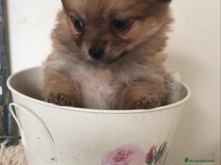 Pomchi perros Pomchi hembrita preciosa - Anuncio 30