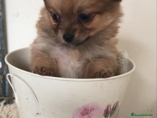 Pomchi perros Pomchi hembrita preciosa - Anuncio 1