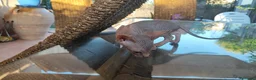 Sphynx gatos en venta: SPHYNX HEMBRAS TACTO GOMA - Anuncio 8