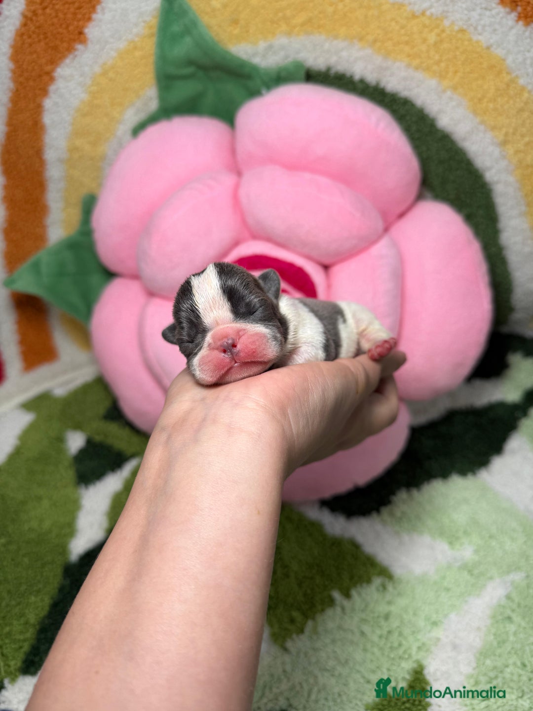 Bulldog Francés perros en venta: Camada Bulldog Frances Color Exotico - Imagen 3