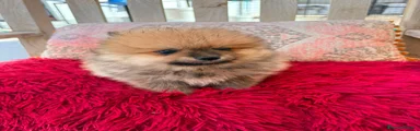 Pomerania 2