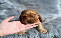 Cocker Spaniel Inglés perros en venta: Cocker inglés dorado  - Imagen 4