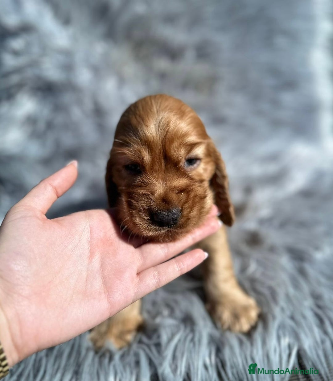 Cocker Spaniel Inglés perros en venta: Cocker inglés dorado  - Imagen 4