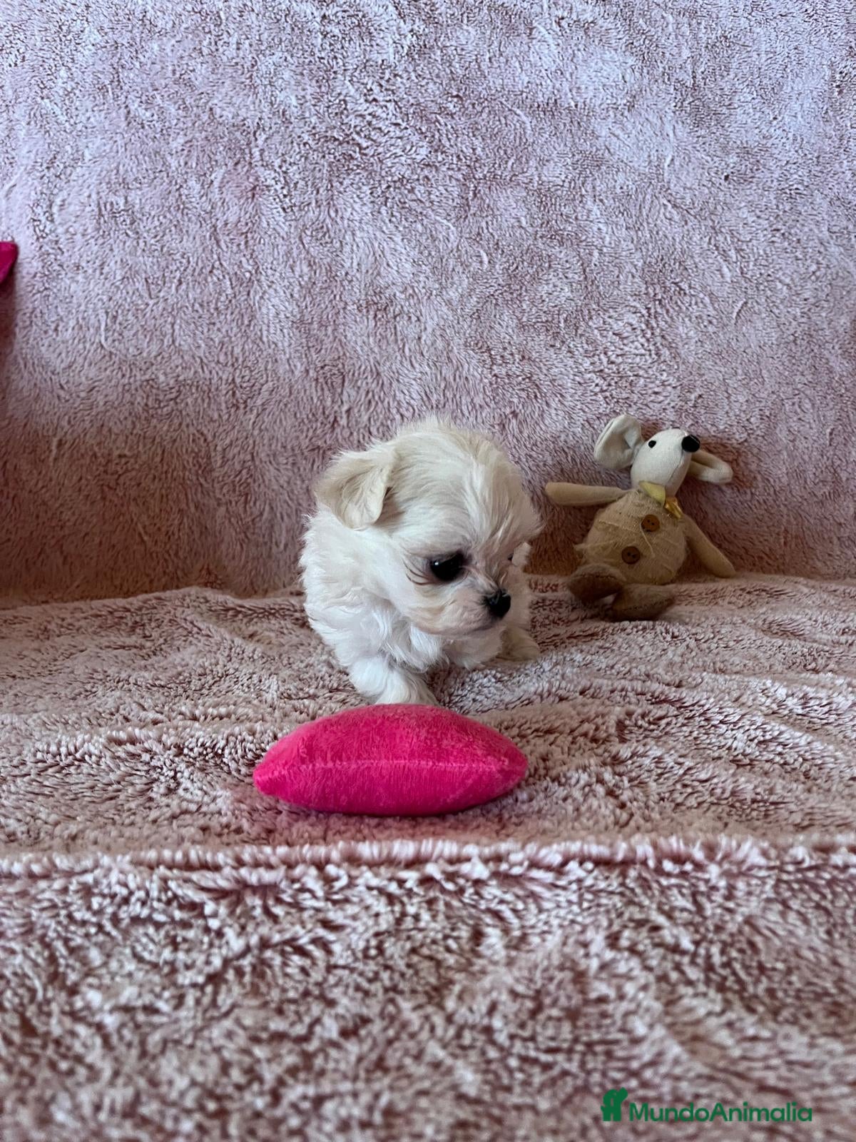 Bichón Maltés perros BICHÓN MALTÉS COREANO Mini - Anuncio 2