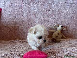 Bichón Maltés perros BICHÓN MALTÉS COREANO Mini - Anuncio 2