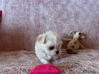 Bichón Maltés perros BICHÓN MALTÉS COREANO Mini - Anuncio 24