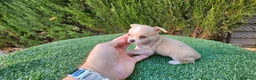 Chihuahua perros en venta: Chihuahuas mini  - Anuncio 7