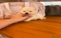 Pomerania perros en venta: Pomerania mini toy macho y hembra  - Imagen 8