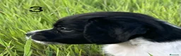 Épagneul Breton perros en venta: Epagneul bretón  - Anuncio 3