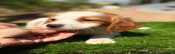 Épagneul Breton perros en venta: Breton hembra  - Anuncio 12