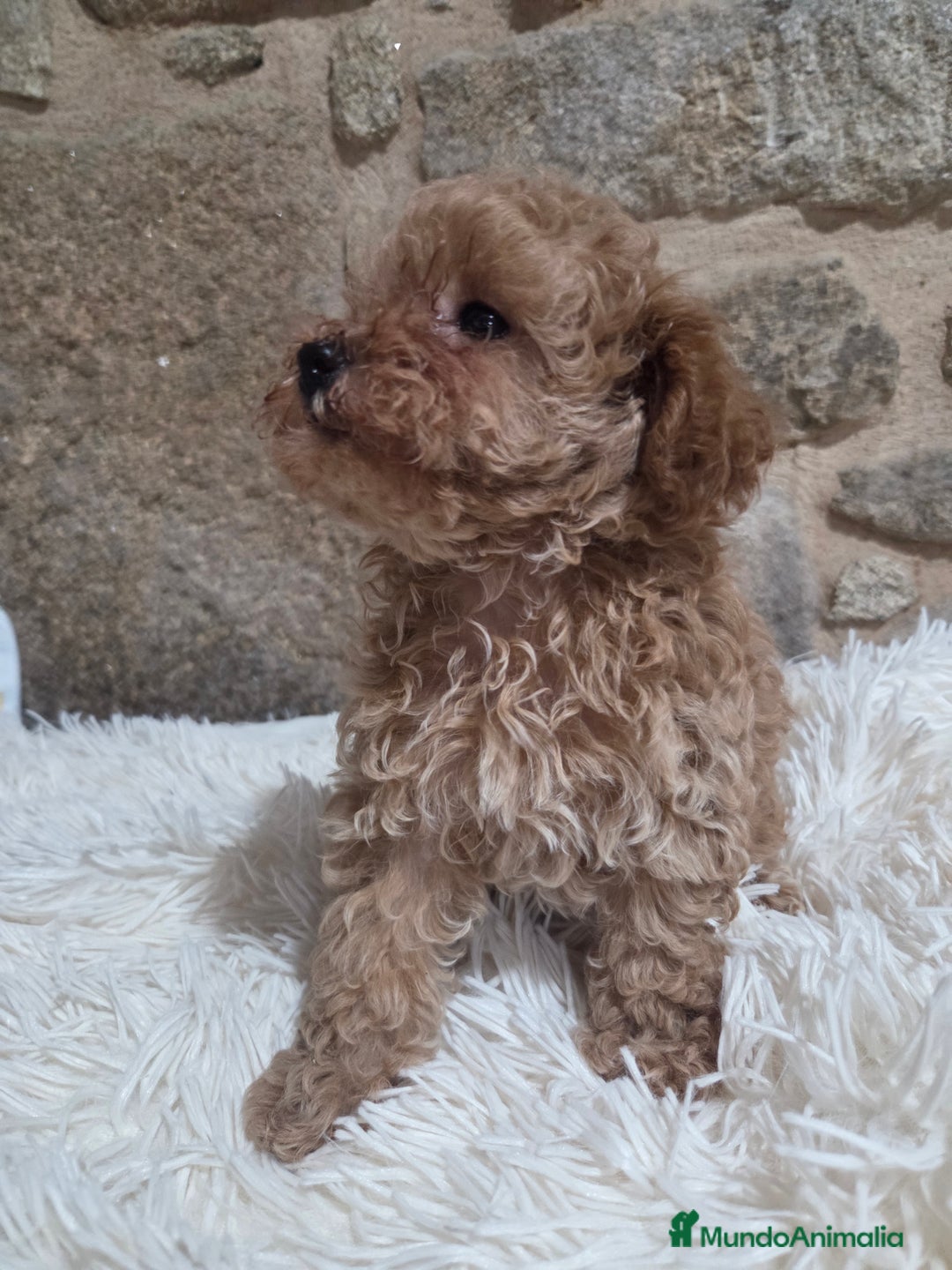 Caniche Toy perros en venta: Última cachorra disponible  - Anuncio 1