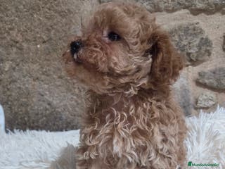 Caniche Toy perros Última cachorra disponible - Anuncio 1