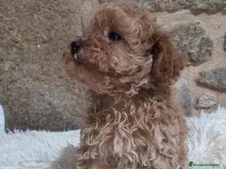 Caniche Toy perros Última cachorra disponible - Anuncio 4