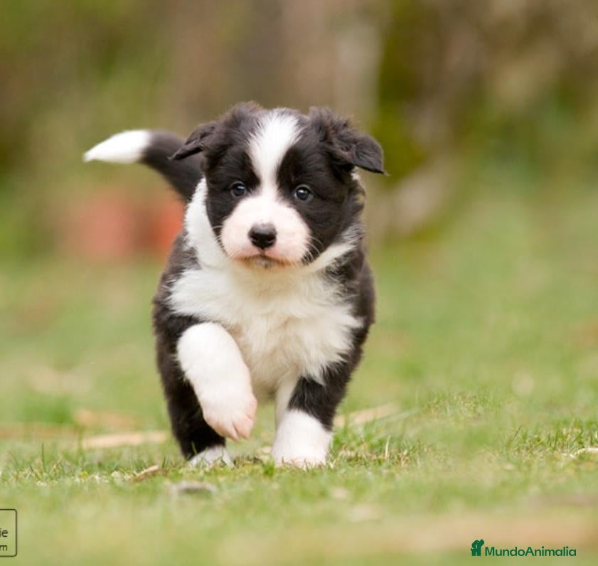 Border Collie perros en adopcion: Preciosos border collie - Anuncio 2