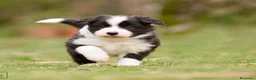 Border Collie perros en adopcion: Preciosos border collie - Anuncio 1
