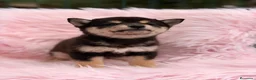 Shiba Inu perros en venta: Shiba Inu  - Anuncio 13