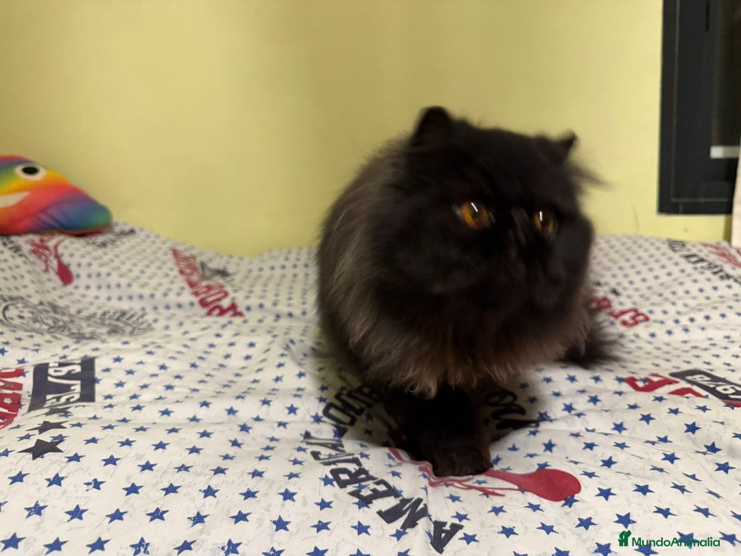 Persa gatos en venta: Gatos persas - Anuncio 3