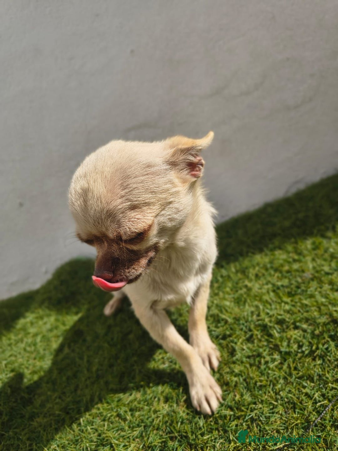 Chihuahua perros en venta: Chihuahua toy - Imagen 5
