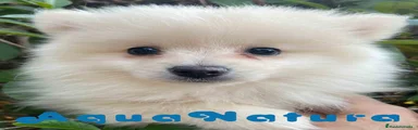 Pomerania Cachorro