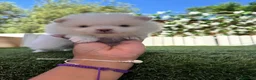 Pomerania perros en venta: POMERANIA - Anuncio 4