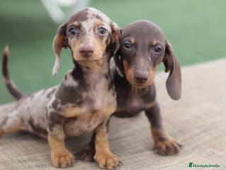 Teckel perros Teckel kaninchen - Anuncio 12