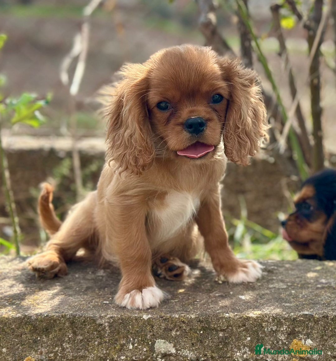 Cavalier King Charles Spaniel perros en venta: Cavalier rubi  - Imagen 1