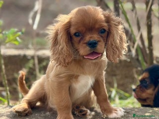 Cavalier King Charles Spaniel perros - Anuncio 13