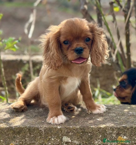 Cavalier King Charles Spaniel perros - Anuncio 11