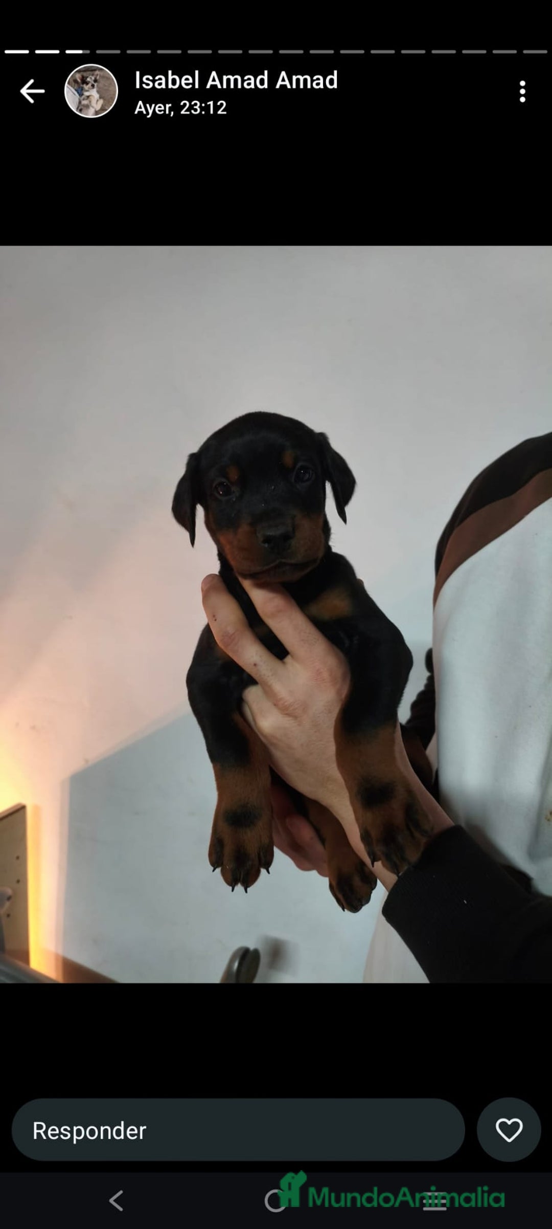 Dobermann perros en venta: Doberman  - Anuncio 4