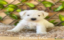 Schnauzer Miniatura perros en venta: Camada de Dalila - Imagen 12