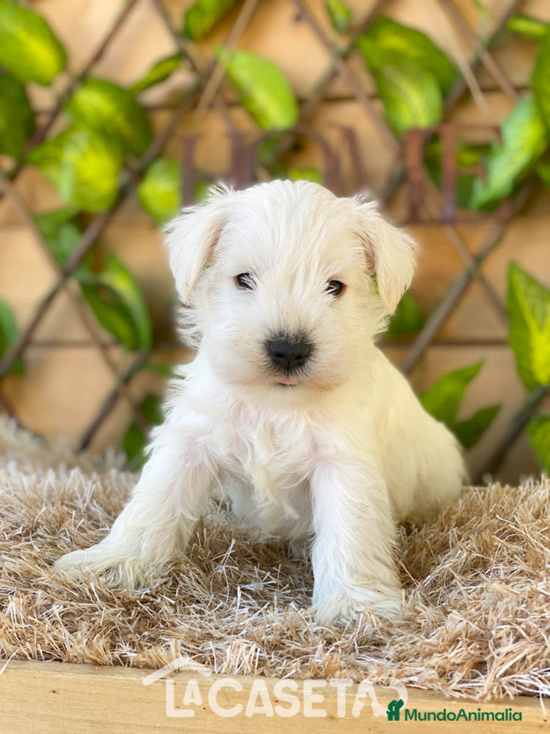 Schnauzer Miniatura perros en venta: Camada de Dalila - Imagen 12