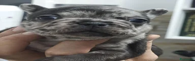 Bulldog Francés 1