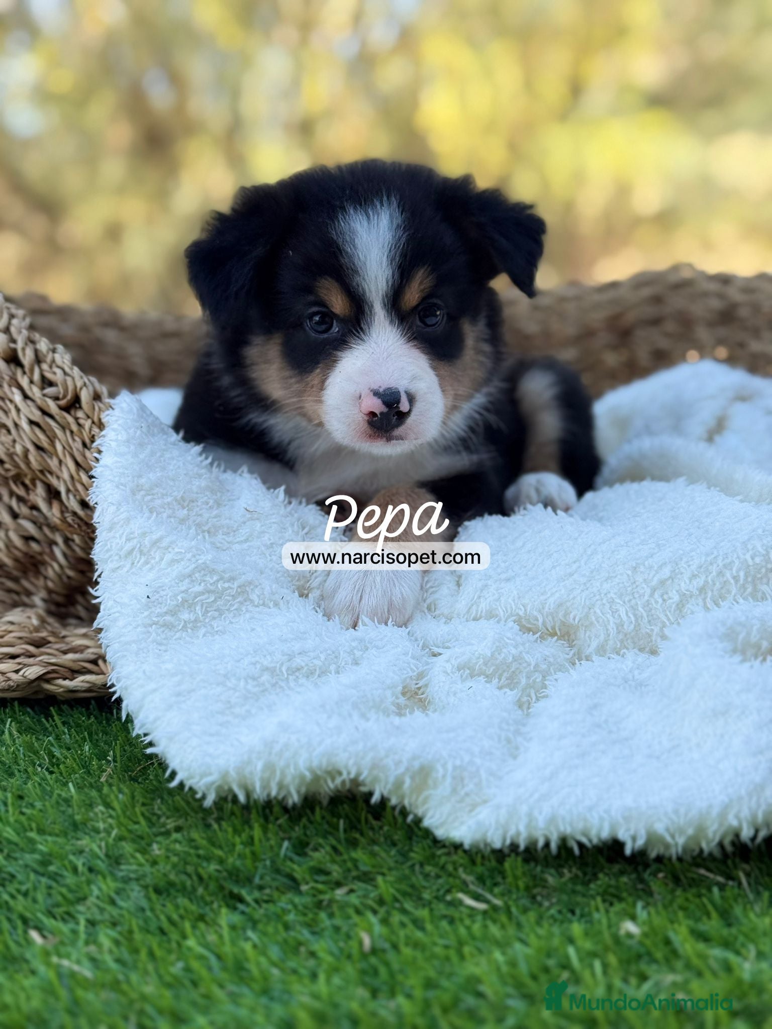 Border Collie perros BORDER COLLIE TRICOLOR - Anuncio 8