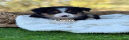Border Collie perros en venta: BORDER COLLIE TRICOLOR - Anuncio 1