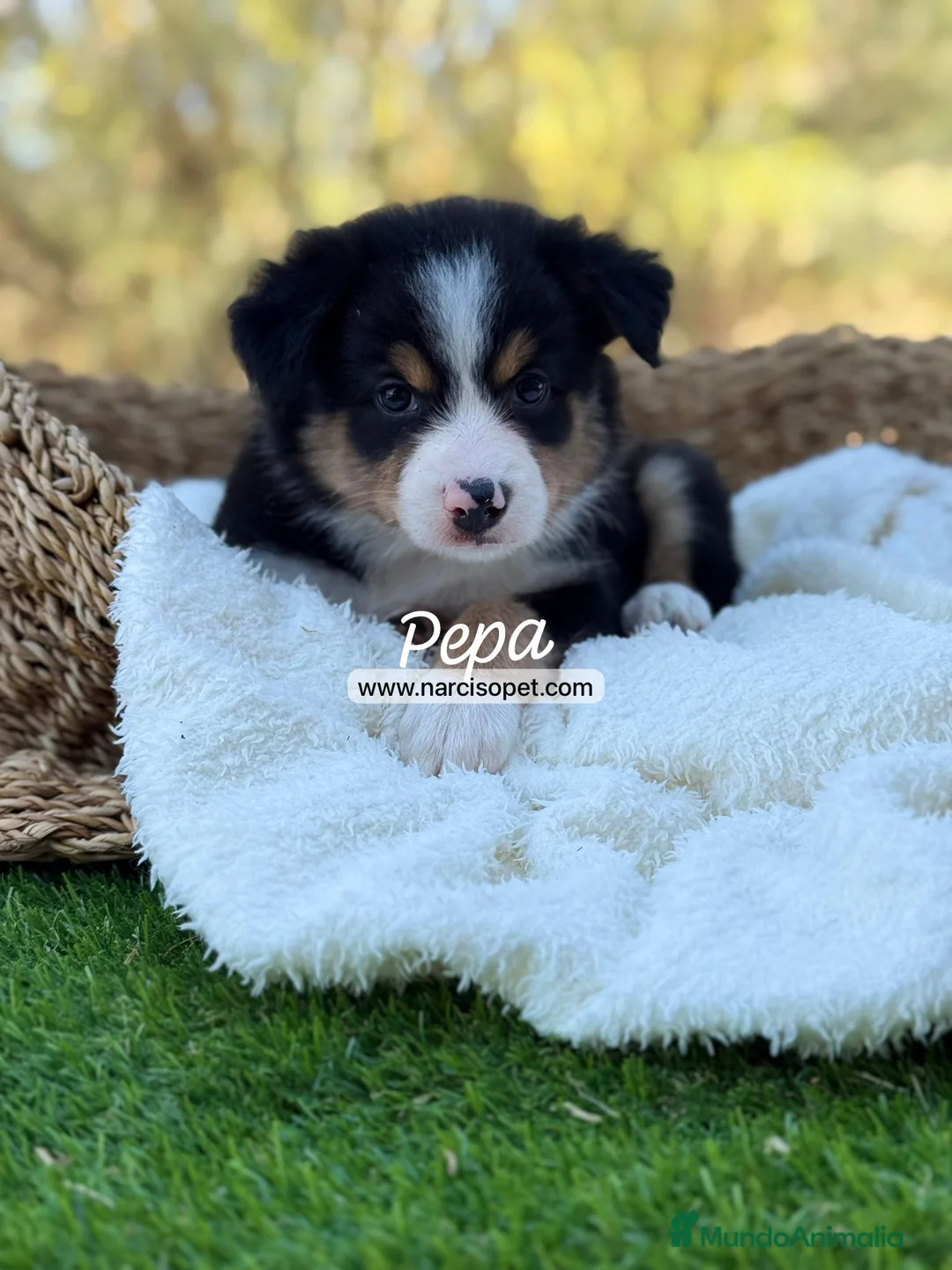 Border Collie perros en venta: BORDER COLLIE TRICOLOR - Anuncio 1